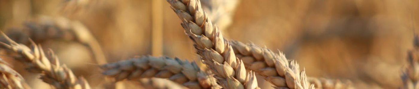 Close-up of golden wheat stalks basking in warm sunlight, symbolizing harvest season.
