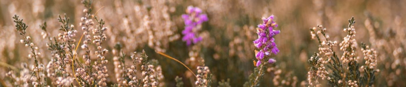 Vibrant purple bell heather flowers set in a lush Irish landscape with soft focus.